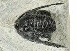Bargain, Cornuproetus Trilobite Fossil - Morocco #249710-2